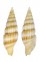 MITRIDAE VEXILLUM DELICATUM shell