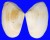 MESODESMATIDAE PAPHIES SUBTRIANGULATA shell