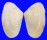 MESODESMATIDAE PAPHIES SUBTRIANGULATA shell