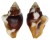 COLUMBELLIDAE COLUMBELLA HAEMASTOMA shell