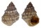 LITTORINIDAE NODILITTORINA PYRAMIDALIS shell