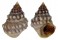 LITTORINIDAE NODILITTORINA PYRAMIDALIS shell