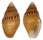 COLUMBELLIDAE PARDALINA TYLERAE shell