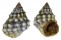LITTORINIDAE LITTORINA TUBERCULATA shell