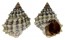 LITTORINIDAE LITTORINA TUBERCULATA shell