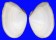 TELLINIDAE EURYTELLINA LINEATA shell