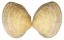 VENERIDAE MARCIA HIANTINA shell