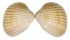 CARDIIDAE ACANTHOCARDIA TUBERCULATA shell