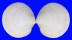 VENERIDAE DOSINIA CONCENTRICA shell