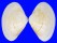 MACTRIDAE AUSTROMACTRA CONTRARIA shell