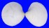 VENERIDAE DOSINIA LAMBATA shell