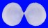 VENERIDAE DOSINIA LAMBATA shell