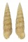 CERITHIIDAE BITTIUM GRANARIUM shell