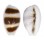 CYPRAEIDAE MONETARIA ASELLUS shell