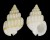 NASSARIIDAE NASSARIUS ALBUS shell