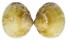 GLYCYMERIDIDAE GLYCYMERIS GRAYANA shell