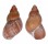 PHASIANELLIDAE PHASIANELLA VARIEGATA shell