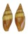 MITRIDAE MITRA FASCIOLARIS shell