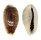 CYPRAEIDAE CYPRAEA ERRONES NIGER shell