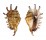 STROMBIDAE LAMBIS MILLEPEDA shell