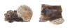 SPONDYLIDAE SPONDYLUS REEVEI shell
