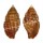 MITRIDAE NEBULARIA FRAGA shell
