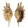 STROMBIDAE LAMBIS MILLEPEDA shell