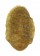 CHITONIDAE CALLISTOCHITON ANTIQUUS shell