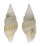MITRIDAE VEXILLUM EPIGONUS shell