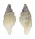 MITRIDAE VEXILLUM EPIGONUS shell