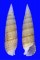 CERITHIIDAE RHINOCLAVIS FASCIATA shell