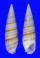 CERITHIIDAE RHINOCLAVIS FASCIATA shell