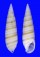 CERITHIIDAE RHINOCLAVIS FASCIATA shell
