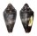 CONIDAE CONUS  GRAHAMI LONGILINEUS shell
