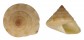 CALLIOSTOMATIDAE CALLIOSTOMA LIMA shell
