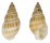 NASSARIIDAE NASSARIUS ELATUS shell