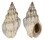 BUCCINIDAE COMINELLA EBURNEA shell
