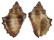MURICIDAE SEMIRICINULA TURBINOIDES shell
