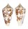 CONIDAE CONUS AMMIRALIS ARCHITHALASSUS shell