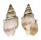 NASSARIIDAE DORSANUM MONILIFERUM shell