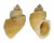 CANCELLARIIDAE SCALPTIA CONTABULATA shell