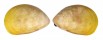 CARDIIDAE LAEVICARDIUM ATTENUATUM shell