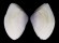 DONACIDAE IPHIGENIA BRASILIENSIS shell
