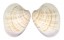 VENERIDAE CALLISTA IMPAR shell