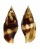 MITRIDAE NEBULARIA CHRYSOSTOMA shell
