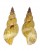 TURRIDAE TRITONOTURRIS CUMINGII shell