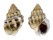 NASSARIIDAE HEBRA SUBSPINOSA shell