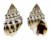 NASSARIIDAE HEBRA SUBSPINOSA shell