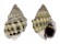 NASSARIIDAE HEBRA SUBSPINOSA shell