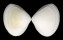 MACTRIDAE SPISULA DISCORS shell